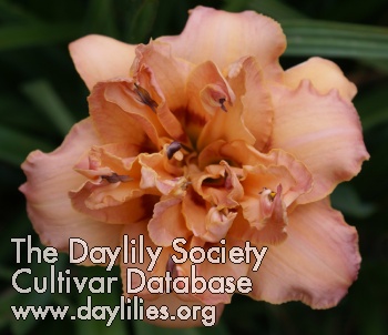 Daylily Double Whirlwind